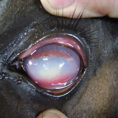 Absceso Corneal