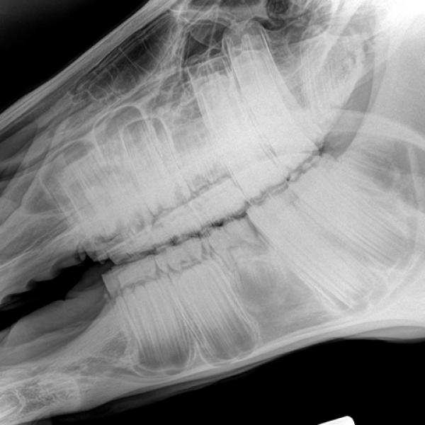 Odontología